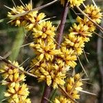 Lomandra longifolia Flor