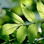 Fraxinus excelsior 葉