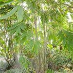 Bambusa chungii Frunză