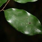 Hirtella bicornis Лист