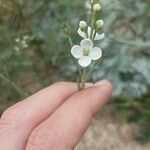 Gomphostigma virgatum Flower