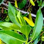 Salix pentandra Fuelha