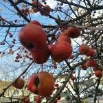 Malus baccata Фрукт