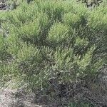 Cytisus multiflorus Leaf