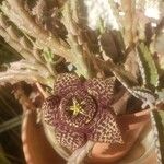 Orbea variegata Kvet