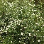 Erigeron annuusFlower