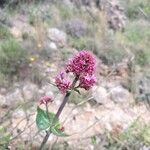 Valeriana lecoqii Flower