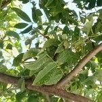 Spondias pinnata Leaf