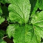 Geum macrophyllumLapas