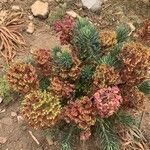Euphorbia characias Цветок