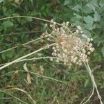 Allium polyanthum Цветок