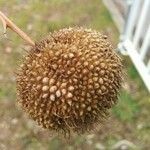 Platanus x hispanica फल