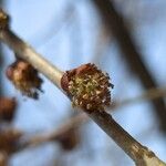 Ulmus davidiana Flower