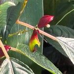 Impatiens hians Other