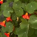 Tropaeolum minus Folla