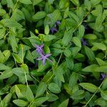 Vinca herbacea Flor