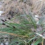 Schoenus nigricans Blatt