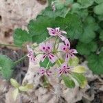 Pelargonium echinatum Flor