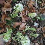 Petasites albus Blüte