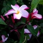 Plumeria rubra Квітка