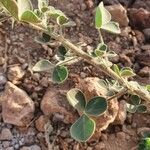 Crotalaria emarginella Hoja