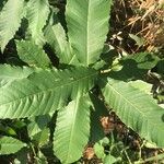 Castanea dentata Leaf