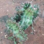 Euphorbia lactea Hostoa