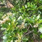 Syzygium multipetalum Облик
