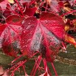 Parthenocissus tricuspidataHostoa