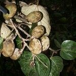 Elephantomene eburnea Meyve