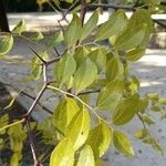 Ziziphus lotus Folha