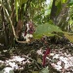 Capparidastrum frondosum