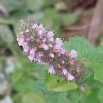 Mentha × rotundifolia Flower