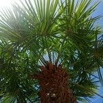 Washingtonia filifera برگ