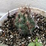 Thelocactus bicolor