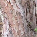 Taxus cuspidata Bark