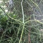 Euphorbia tirucalli Feuille
