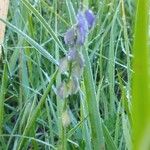 Polygala vulgaris Flower