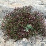 Limonium articulatum Habitus