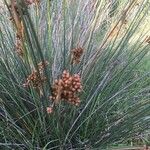 Juncus acutus Плод