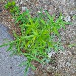 Cirsium discolor Hoja