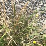 Elymus repens Fruit