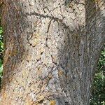 Quercus lobata Corteza