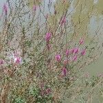 Lythrum salicariaFlower