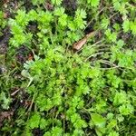 Alchemilla australis पत्ता