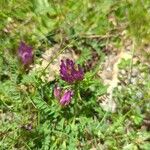 Astragalus hypoglottis Bloem