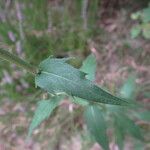 Hieracium virgultorum Blatt