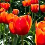 Tulipa agenensis Συνήθη χαρακτηριστικά