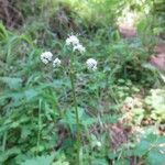 Apiaceae