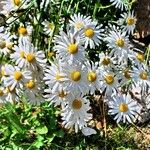 Leucanthemum vulgare 花